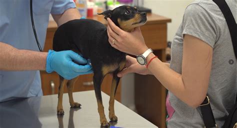 Not only veterinarians，advanced diagnostic equipment is also need in