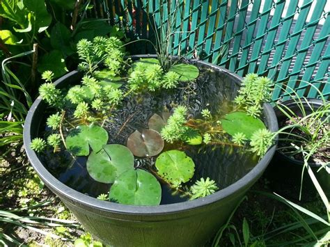 Enjoy this decorative water bowl or container water garden outdoors or indoors. Container pond options | Container pond, Water garden, Pond
