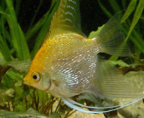 Болезни аквариумных рыб - непроходимость кишечника у рыбы, симптомы Картинка - Болезни аквариумных рыб - непроходимость кишечника у рыбы, симптомы