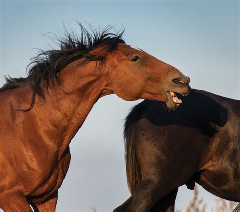 'Studdy' Behavior in Geldings - Horse&Rider