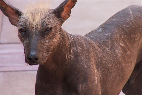 Alopecia x is an genetic disease of dogs characterized by a noninflammatory, progressive, bilaterally symmetrical progressive alopecia caused by premature catagen (cessation phase). Alopecia X in Dogs - Symptoms, Causes, Diagnosis ...