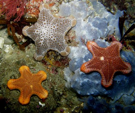 Variety of Starfish | Kaikoura has a wide variety of colours… | Anna Barnett | Flickr