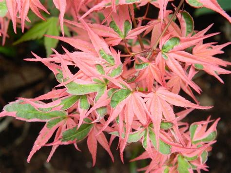 Buy this laceleaf roseo marginatum japanese maple tree online with confidence at our online japanese maple store. Garden muses: not another Toronto gardening blog : OMG, is ...