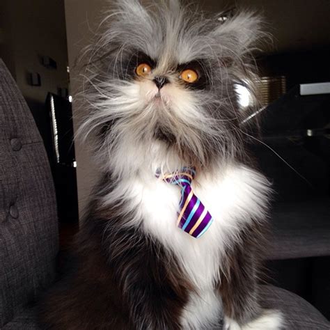 Meet Atchoum The Werewolf Cat The Only Cat In The World To Have Hypertrichosis Aka