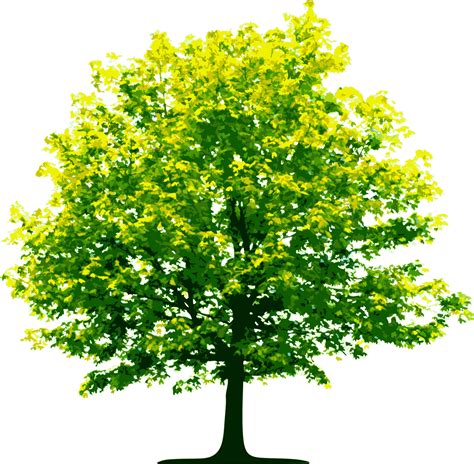 Tree Png Top View Arvore Em Planta Png Free Transparent Png Download