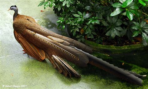 Burung puyuh bukit sumatera (arborophila sumatrana) 4. Pojok Berita: Burung Kuau atau Haruei