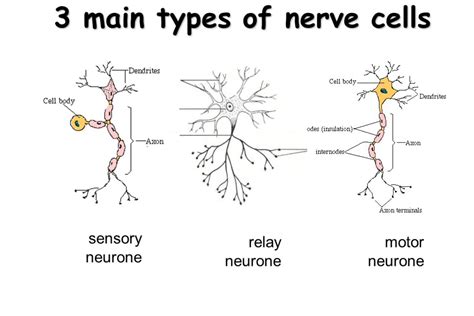 Nervous System Emily S Blog
