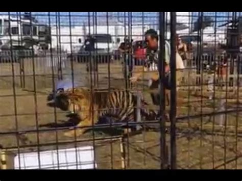 Videos virales YouTube Tigre ataca a domadora durante exhibición para