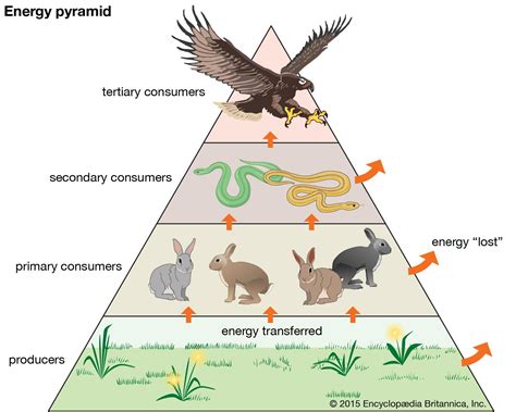 Ecosystem Trophic Levels Food Chains Interactions Britannica