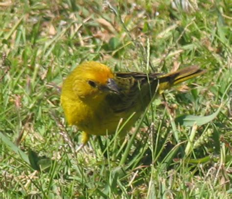 Pajaros Y Aves Imágenes Taringa