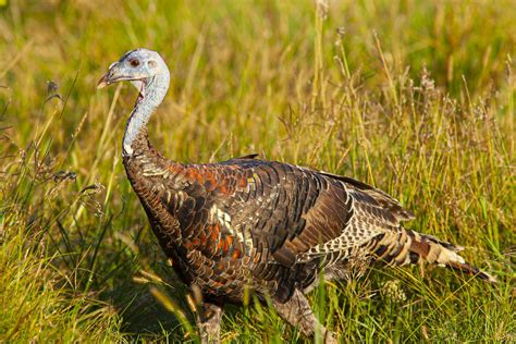 Wild Turkeys Roam Texas Fields And Forests