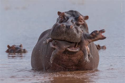 14 Fotos De Hipopótamo