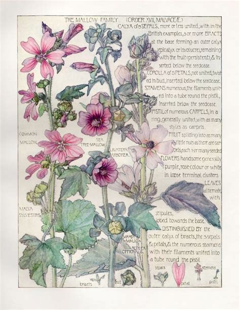 Mallow Wild Flower Botanical Print By Isabel Adams Antique Print