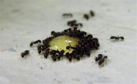 Expest exterminating of athens united states info email web phone 1720 epps bridge pkwy ste. Pest control 101: 3 food items ants are addicted to | The ...