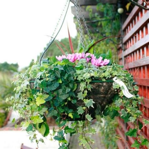 Fantastic Autumn Winter Flowers For Hanging Baskets Plants On Walls Indoors