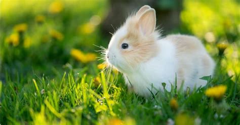 Whats A Baby Rabbit Called 4 More Amazing Facts Imp World