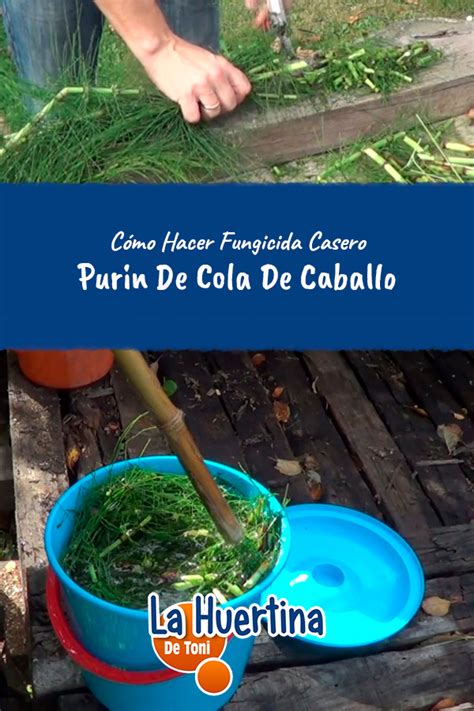 Prepárate para combatirlos a la mínima señal de enfermedad! Como Hacer Purin De Cola De Caballo Fungicida Casero ...