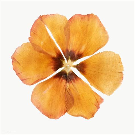 A fresh, fall flower arrangement is the perfect gift for anyone who loves bold tones and stunning flowers! Dried yellow anemone flower | free image by rawpixel.com ...