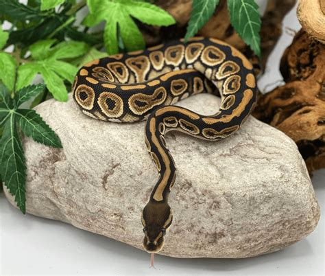 Black Pastel Ball Python Care Appearance Genetics And Health More