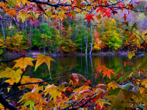Autumn Leaves Frame Desktop Wallpapers 1400x1050