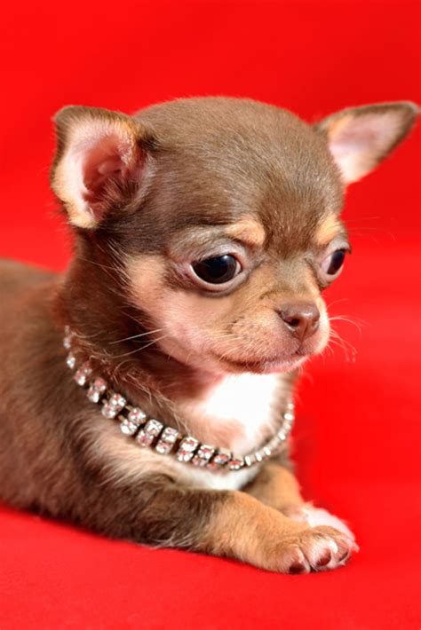 Portrait Of A Brown And Tan Short Haired Chihuahua Puppy On A Red