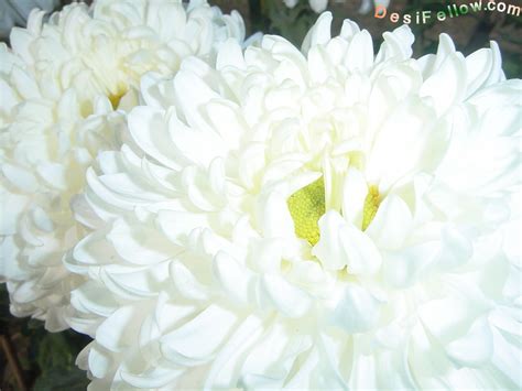 Chrysanthemum Guldaudi गुलदाउदी Photos India Chrysanthemums