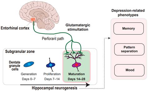 Ijms Free Full Text Neural Circuitryneurogenesis Coupling Model Of