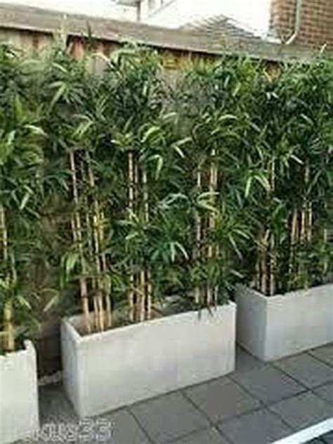 Backyard bamboo garden ideas albums gallery. Bamboo Garden Ideas Backyards_3 | Giardinaggio sul balcone ...