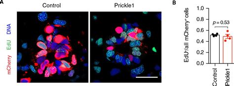 Figures And Data In Planar Cell Polarity Mediated Induction Of Neural