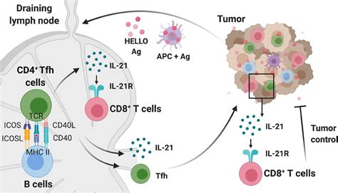 Neoantigen Driven B Cell And Cd4 T Follicular Helper Cell