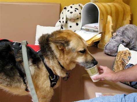 A type of bone cancer called osteosarcoma is the most common type of primary bone cancer in dogs, accounting for over 95% of all bone tumors. Overview of Cisplatin versus Doxorubicin Chemotherapy for ...