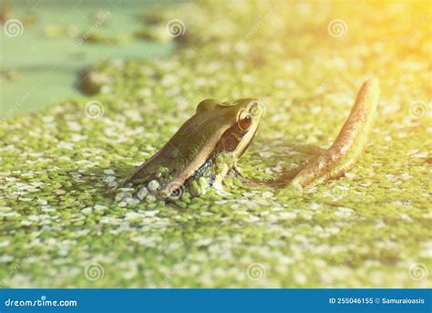 Green Frog Calling In A Pond Surrounded By Duckweed Stock Image Image