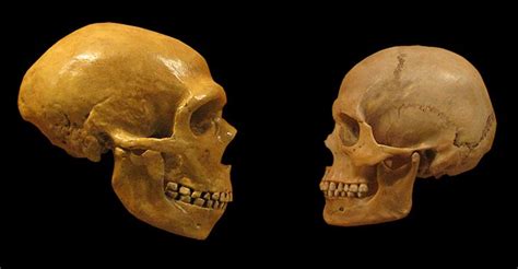 Are Neanderthals The Same Species As Us Natural History Museum Free