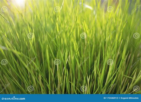 Shoots Of A Young Green Grass Stock Photo Image Of Nutrition