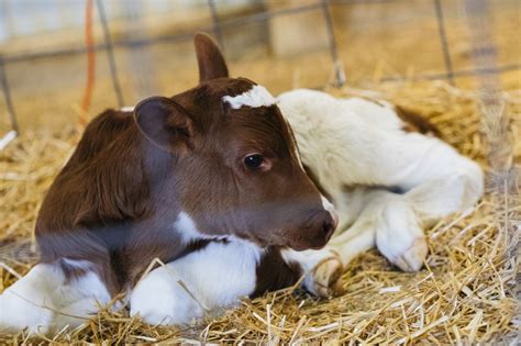 Farm Animals And Their Babies