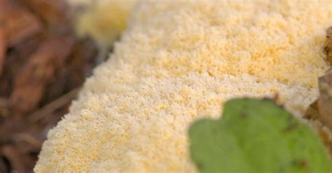 Window On A Texas Wildscape Slime Mold