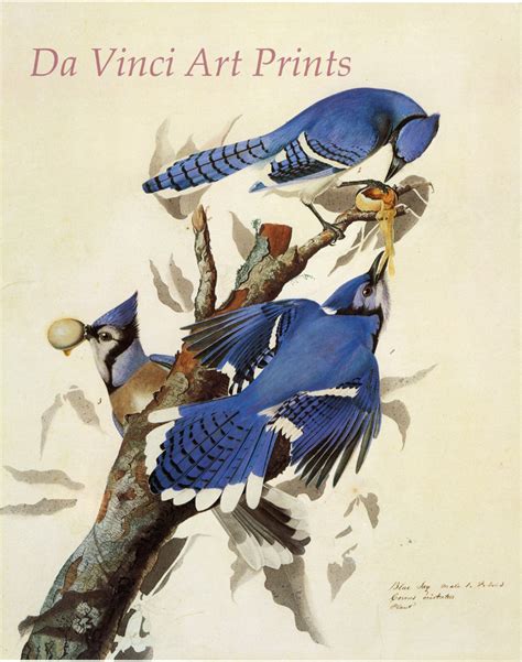 John James Audubon Watercolor Reproductions Blue Jay 1829 Etsy