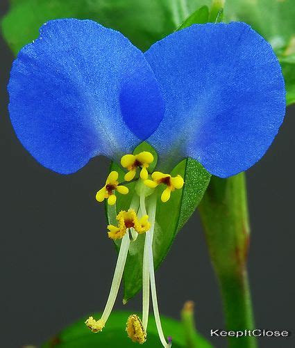 Beautiful Rare Blue Flowers Unique Flowers Pinterest