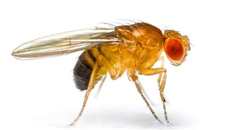Drosophila Melanogaster Kxci