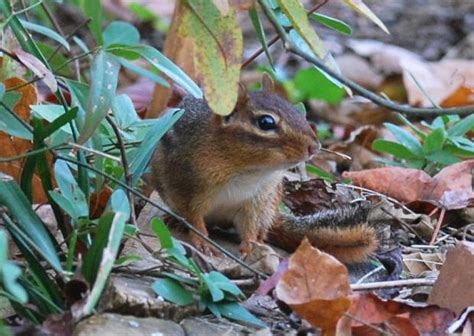 Out My Backdoor Chipmunks In Winter Present A Backyard Mystery