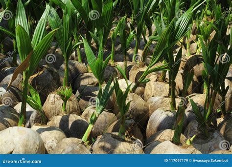 Many Coconut Seedlings In The Garden Stock Image Image Of Coconut