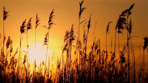 High Reed Against Sunset Sky Stock Footage Video 100 Royalty Free