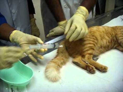 After surgery cats will have a small amount of bleeding from the surgery site, it usually resolves within a week. Perineal urethrostomy (PU) in the cat. | FunnyDog.TV