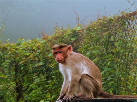 Monkey Free Indian Stock Pictures Download For Free