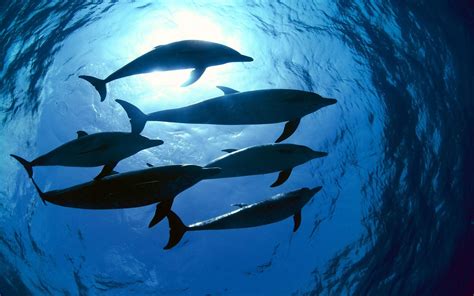 Photography Sea Water Underwater Animals Nature