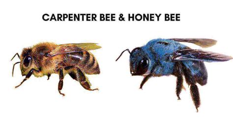Carpenter Bees Vs Honey Bees Whats The Difference