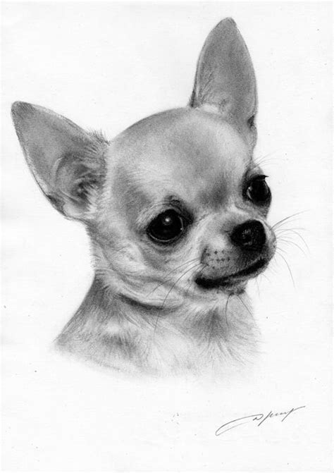 Chihuahua Painting Petdrawings Paintings And Prints Animals Birds