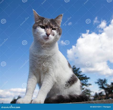 White And Grey Cat On A Roof Stock Image Image Of Cloud Gray 68331029