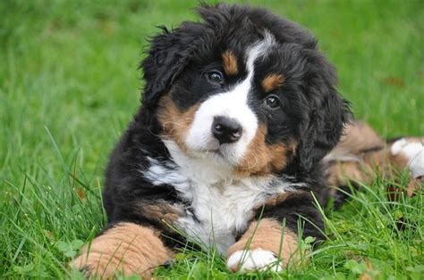 Best Food For Bernese Mountain Dog Puppies