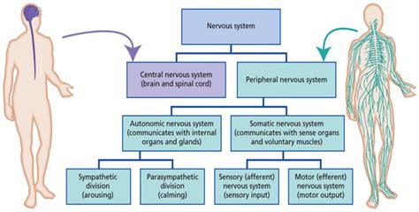 An online study guide to learn about the structure and function of the human nervous system parts using interactive animations and diagrams demonstrating all the essential facts about its organs. 1: The central nervous system (CNS) and peripheral nervous system... | Download Scientific Diagram